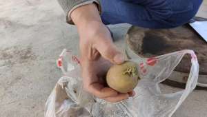 洋芋种植图片(发芽的土豆不能吃别扔，把它种在花盆或地里，3个月就能收获6-7倍)