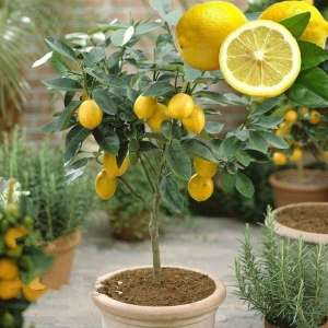 怎样种植柠檬树(家中栽的柠檬树，要注意养护小技巧，结的果子好吃又好看)