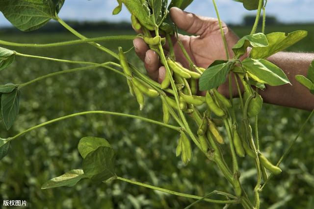 大豆的种植技术，及田间管理方法，掌握这些技术，提升产量
