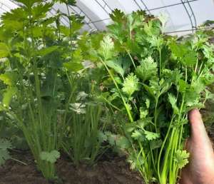 香菜要怎么种植(香菜的种植管理方案，种植简单，产量高)