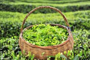 茶叶的种植方法(高产优质茶叶栽培技术)