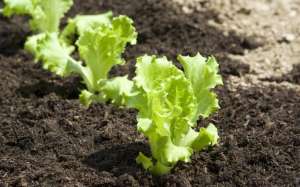 生菜如何种植(生菜直接栽种和育苗移栽，哪种种植方式更好？)