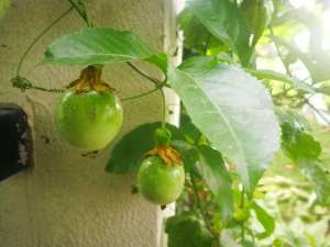 百香果阳台种植方法(百香果阳台养成步骤，最重要的是花盆够大、施肥)