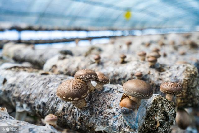 又可以栽培平菇了，选料时注意这些事情，您也可以种出优质食用菌