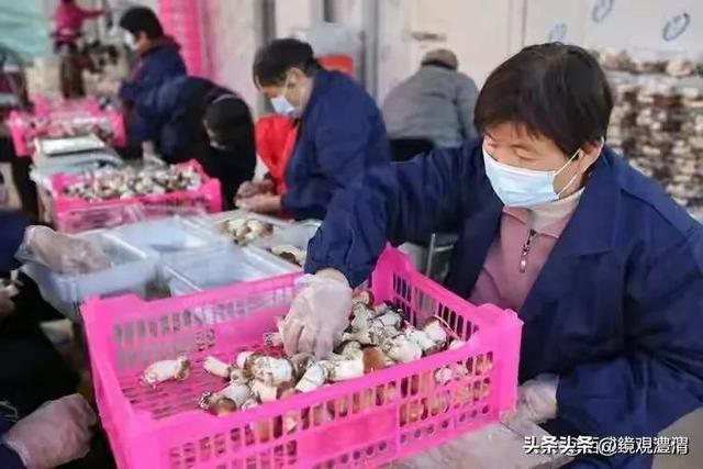 窑店街道举办食用菌大秦红菇（赤松茸）种植技术培训班