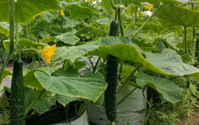 高温种植黄瓜问题多，如何管理能高产？2个方面农户要注意