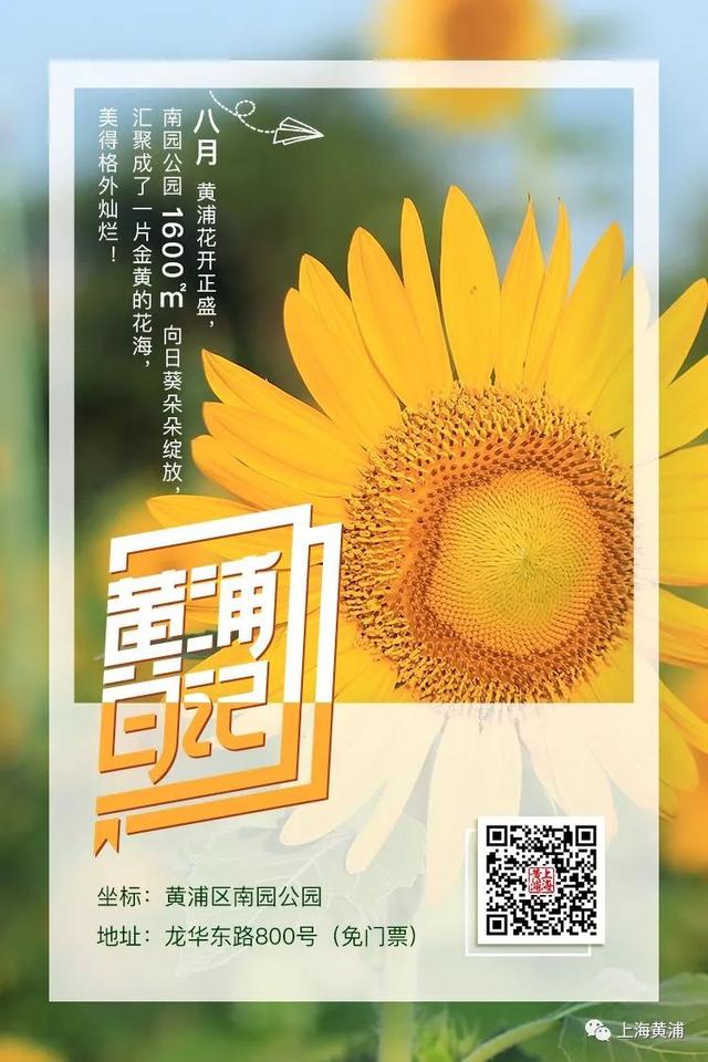 黄浦日记｜这个季节，赴一场盛夏的向日葵之约