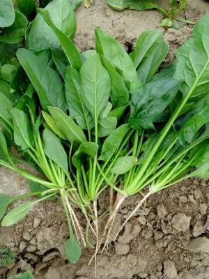 菠菜的种植技术(菠菜的种植时间和管理方法，菠菜上用什么肥料好？)