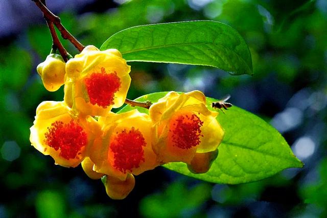 金花茶种植太容易，我都懒得种，简单5招，金灿灿的花朵挂满枝