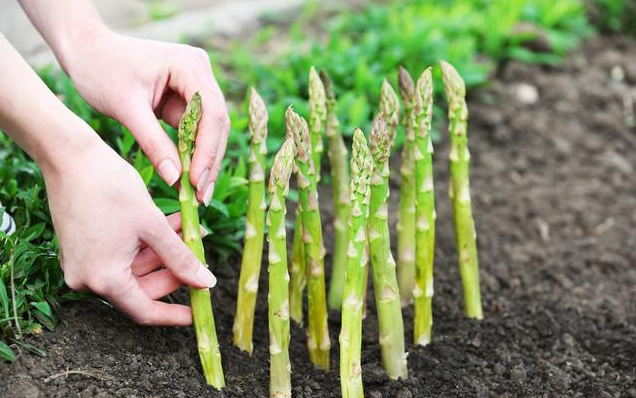 芦笋定植，5大招教你如何操作，有助于收获优质高产的芦笋