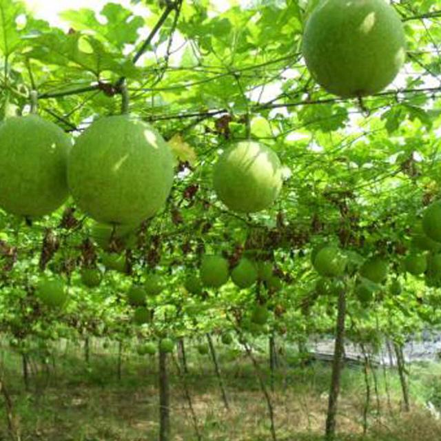 瓜蒌生产的高产高效种植技术