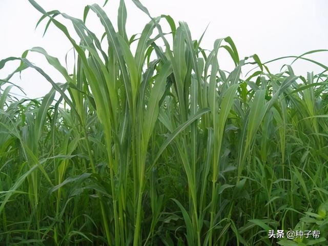 饲用高粱和苏丹草杂交品种-高丹草的种植管理技术