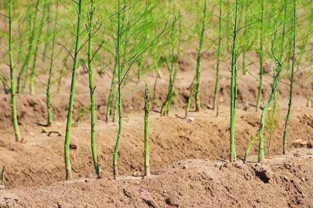 芦笋定植，5大招教你如何操作，有助于收获优质高产的芦笋
