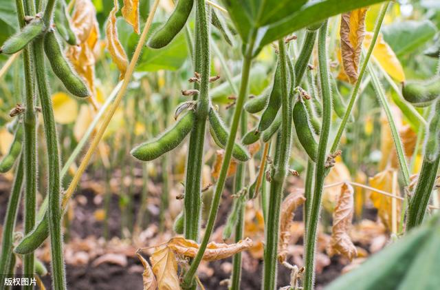 大豆的种植技术，及田间管理方法，掌握这些技术，提升产量