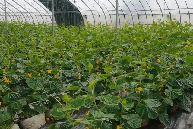 高温种植黄瓜问题多，如何管理能高产？2个方面农户要注意