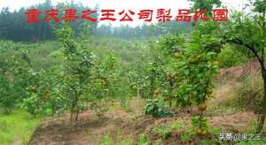 适合南方种植的梨树品种(南方有发展潜力的早熟梨及栽培技术要点)