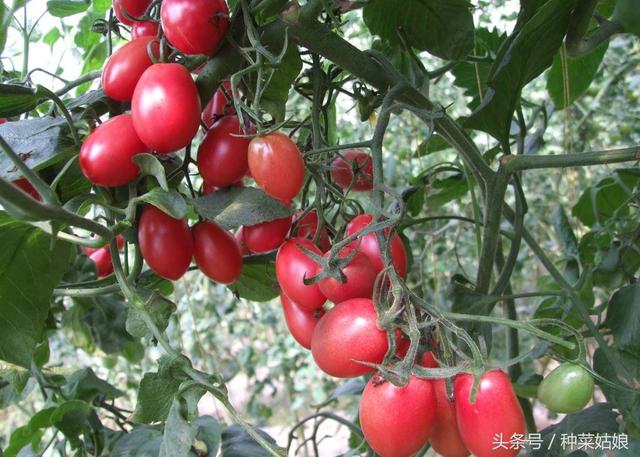 人家种植小番茄怎么结果这么多，做到这些细节我们也可以