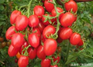 小番茄家庭种植(人家种植小番茄怎么结果这么多，做到这些细节我们也可以)