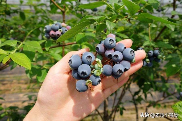 种植蓝莓如何提高开花坐果率？教你两招