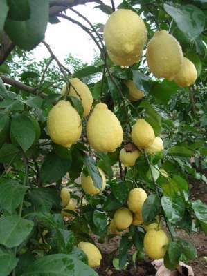 柠檬种植方法和注意(柠檬果树的种植技术和栽培管理要点)