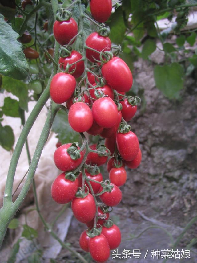 人家种植小番茄怎么结果这么多，做到这些细节我们也可以