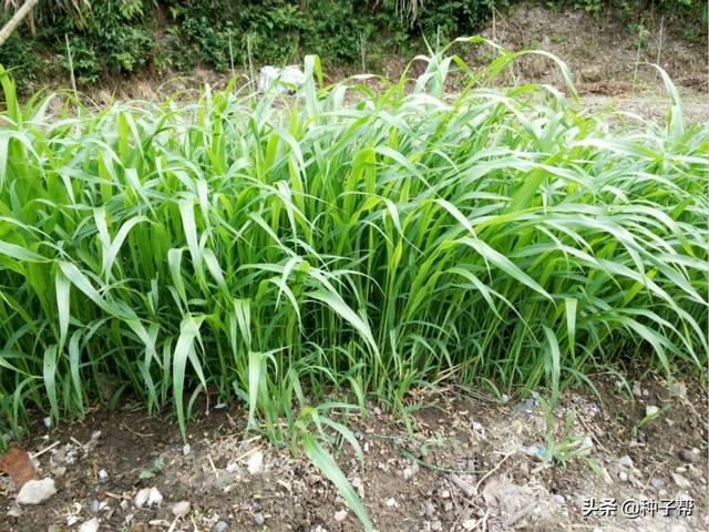 饲用高粱和苏丹草杂交品种-高丹草的种植管理技术