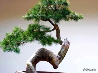 实用 . 盘点中国十大松树的种类