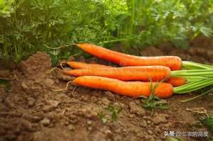 种植红萝卜(种胡萝卜，规避5方面误区，减少消极影响，能更好地达到种植目的)