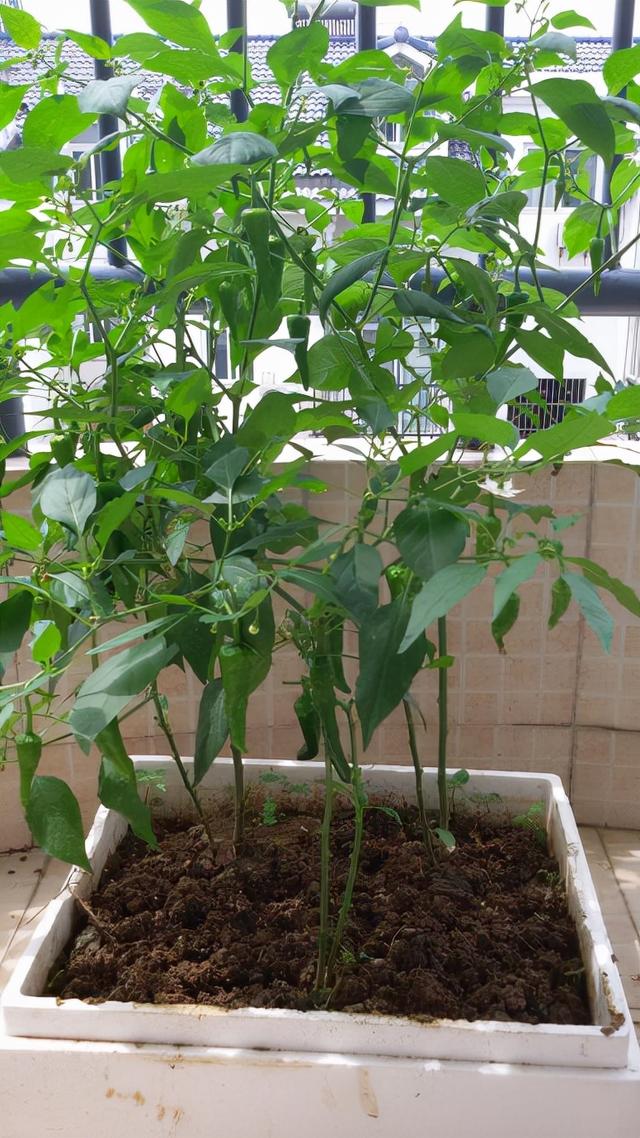 泡沫箱种辣椒，长成小树，一次摘8斤，连吃200天