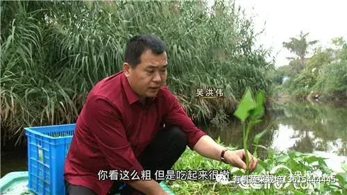 空心菜水上种植视频(别人在地里种菜，他要在水上种菜，靠这些菜一年卖出200多万)