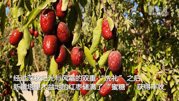 新华全媒+｜新疆：480万亩红枣丰收 经济生态双赢
