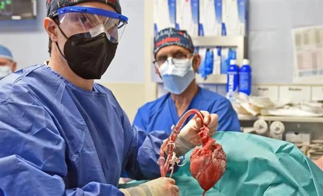 首例猪心脏移植者仅存活60天！柳叶刀公布失败原因，“异体器官移植”还有希望吗？