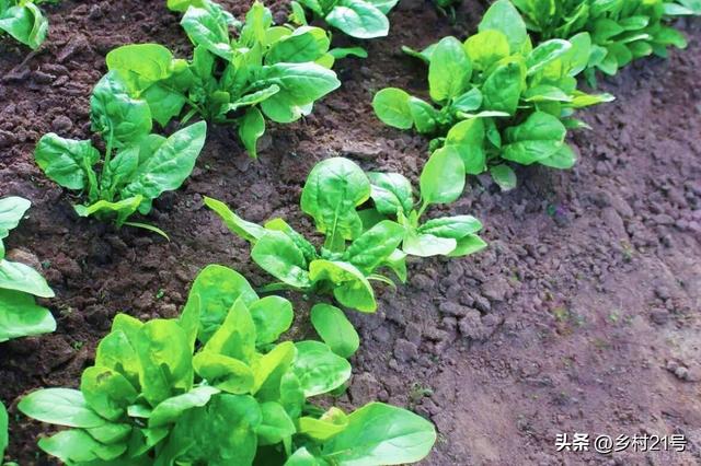 寒露之后雨水多天气冷，种植菠菜这样管理，生长快没有病虫害