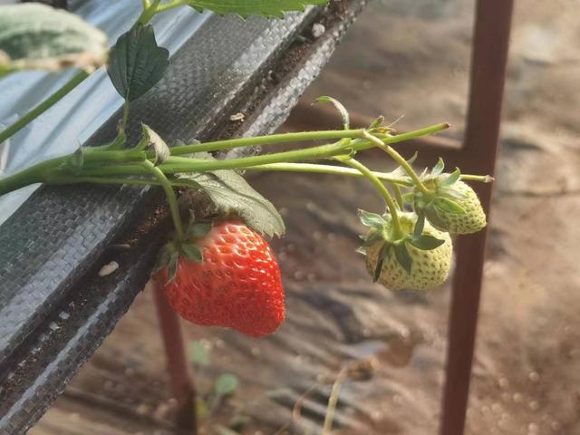新春走基层丨贺兰县：草莓架下种菌菇 立体种植增收益