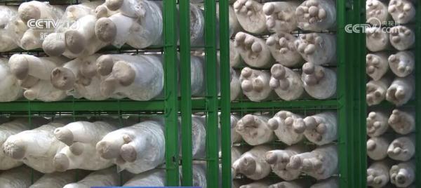 一朵小蘑菇带动千亿大产业 “中国造”装备助力乡村振兴