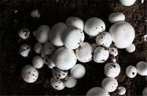 菌菇包种植(食用菌人工栽培技术要点，大家有什么看法，下面就是它的栽培方法)