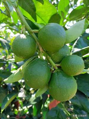 广西柑橘种植管理技术(广西绿色柑桔种植与管理技术措施)