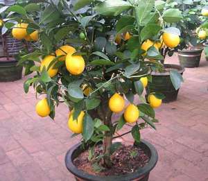 柠檬阳台种植方法(盆栽柠檬，做好几点，开花多，不落果，果子成熟“黄灿灿”压弯枝)