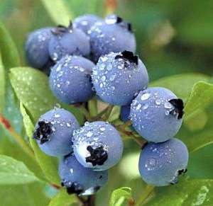 蓝莓南方能种植吗(盆栽蓝莓，好养结果多，富含“花青素”，吃一串，视力好，不衰老)