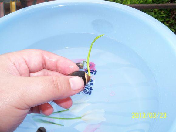1个大海碗，种出漂亮的“碗莲”，长得快开花只需2个月！