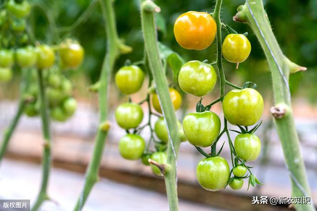 露地番茄的种植流程，每一步都不要搞错，菜农朋友一起学学吧