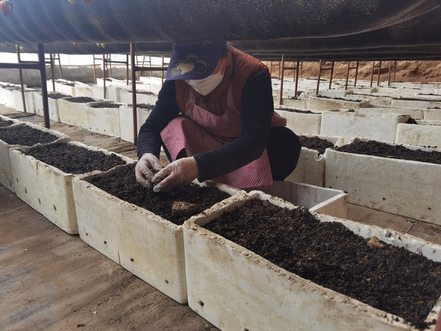新春走基层丨贺兰县：草莓架下种菌菇 立体种植增收益