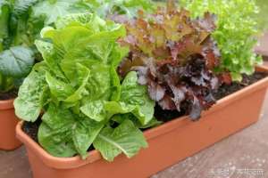 盆栽菠菜的种植方法(特别适合养在阳台作为盆栽的12种蔬菜，新手也能轻松栽种)