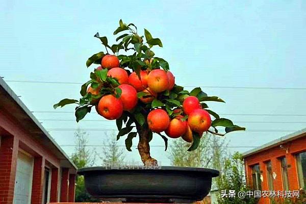 苹果盆栽的种植技术，简单易学，你也来试试