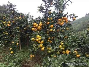纽荷尔脐橙种植视频(9月柑橘管理：修剪要到位结果树需防病、防裂果幼树需施重肥)