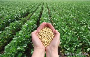 黄豆种植图(种植大豆怎样施肥才能更高产？田间施肥要注意这4点)