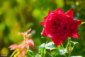 玖瑰花的种植(玫瑰花养殖方法，学会这4个要点，轻松栽培养护好)