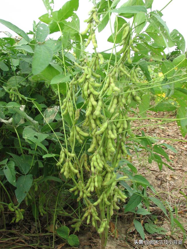 种植大豆怎样施肥才能更高产？田间施肥要注意这4点