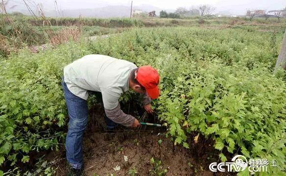 广西桂林：致富能人周金转用艾草助村民脱贫