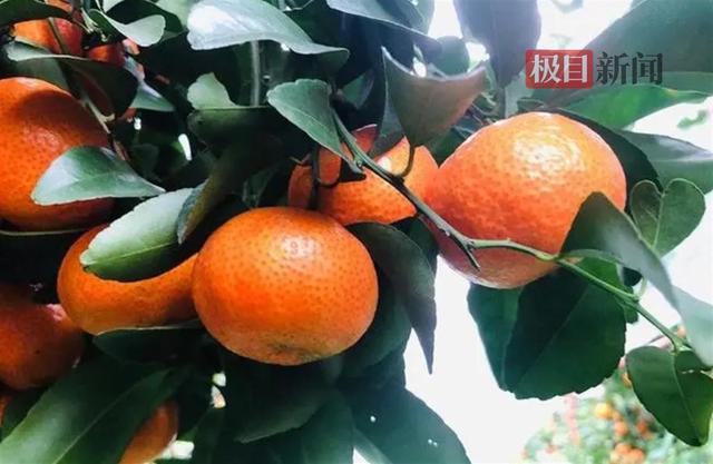光明茶、砂糖橘、藠头、甜瓜……物阜民丰的武汉江夏山坡街风味足